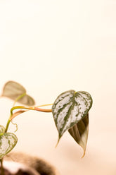 Philodendron brandtianum